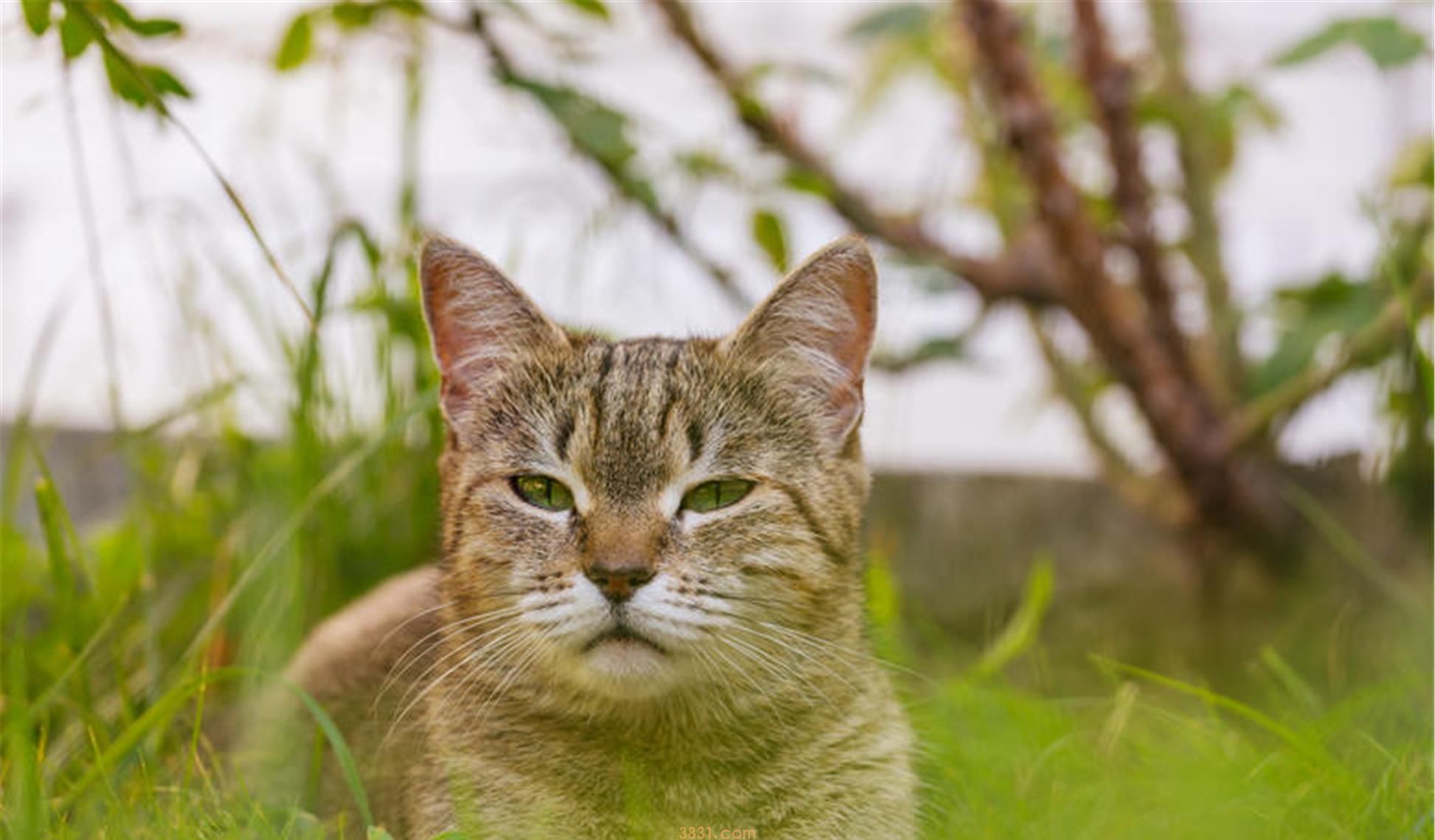 “同享猫”的存在,一会儿引爆了爱猫人士的激烈斥责 .jpeg “同享猫”的存在,一会儿引爆了爱猫人士的激烈斥责 .jpeg