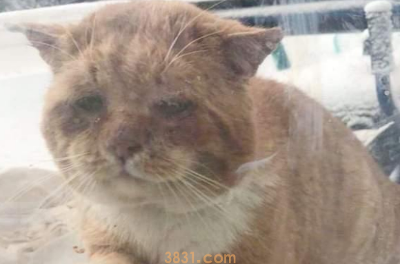 橘猫敲门求助,医师道出无法本相:不救,它或许活不过冬季! 橘猫敲门求助,医师道出无法本相:不救,它或许活不过冬季!