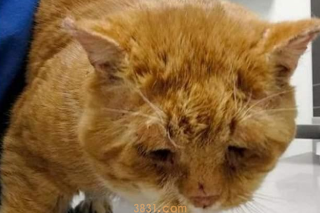 橘猫敲门求助,医师道出无法本相:不救,它或许活不过冬季! 橘猫敲门求助,医师道出无法本相:不救,它或许活不过冬季!