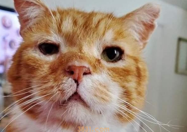 橘猫敲门求助,医师道出无法本相:不救,它或许活不过冬季! 橘猫敲门求助,医师道出无法本相:不救,它或许活不过冬季!