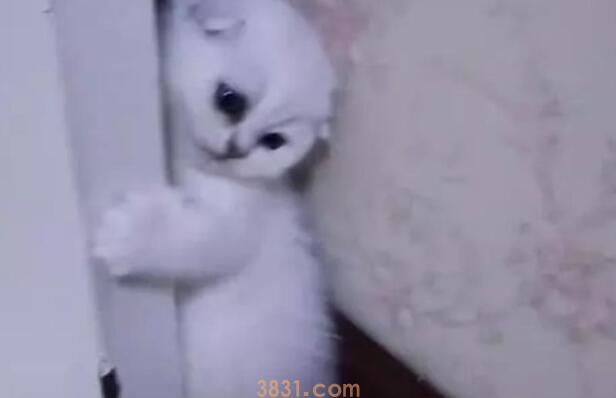 女子搬迁后把猫咪带了过来, 吃饭时看不到猫咪, 找到后不淡定了 女子搬迁后把猫咪带了过来, 吃饭时看不到猫咪, 找到后不淡定了