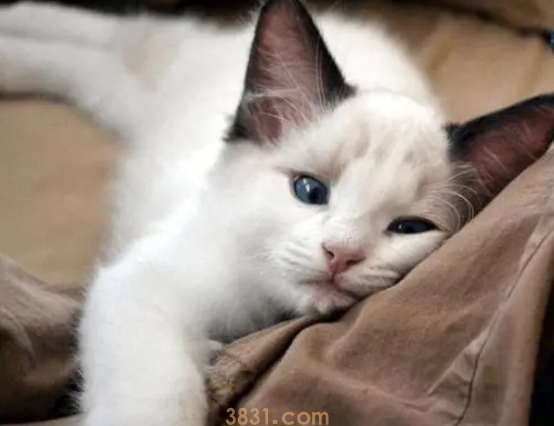 世界上最大的宠物猫,一只卖两万块,在欧美国家十分盛行 世界上最大的宠物猫,一只卖两万块,在欧美国家十分盛行