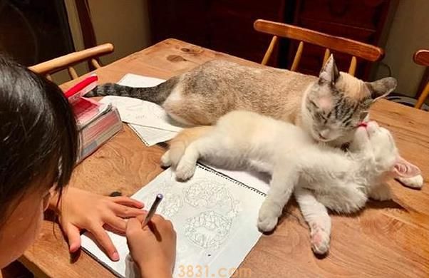 铲屎官让猫咪监督女儿画画,猫咪却开端打架,女儿:我太难了 铲屎官让猫咪监督女儿画画,猫咪却开端打架,女儿:我太难了