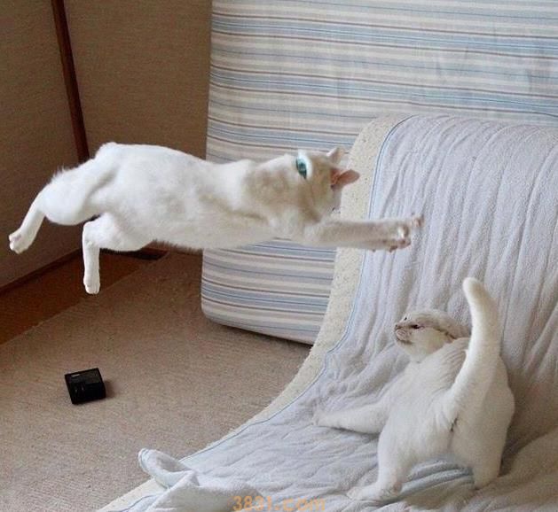 铲屎官让猫咪监督女儿画画,猫咪却开端打架,女儿:我太难了 铲屎官让猫咪监督女儿画画,猫咪却开端打架,女儿:我太难了