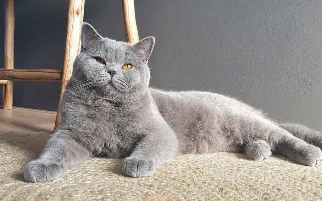 如何解决母猫分娩以后,食欲差或拒食的问题?诱导母猫进食的一些方法(图4)