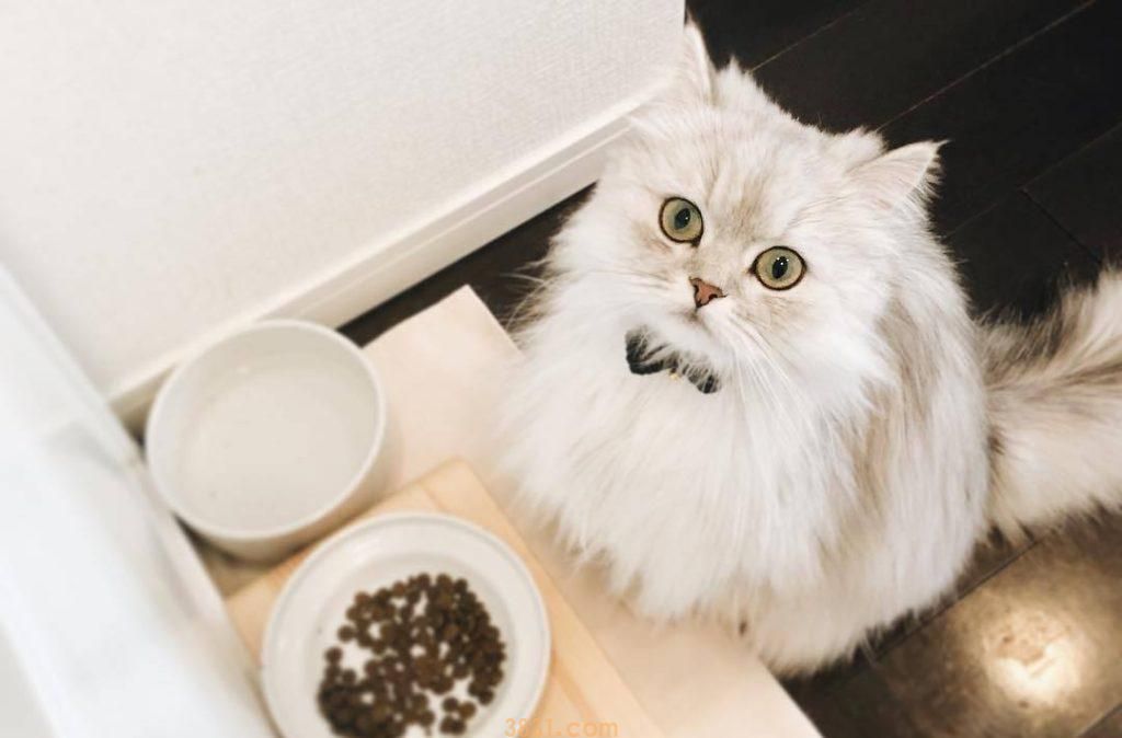 如何解决母猫分娩以后,食欲差或拒食的问题?诱导母猫进食的一些方法(图5)