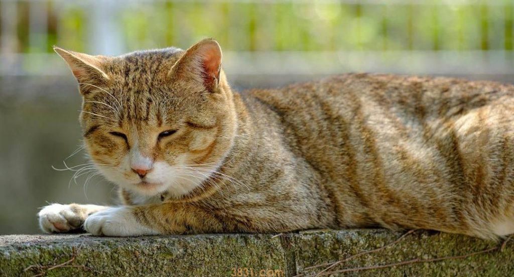 如何解决母猫分娩以后,食欲差或拒食的问题?诱导母猫进食的一些方法(图6)