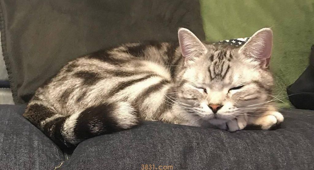 如何解决母猫分娩以后,食欲差或拒食的问题?诱导母猫进食的一些方法(图7)