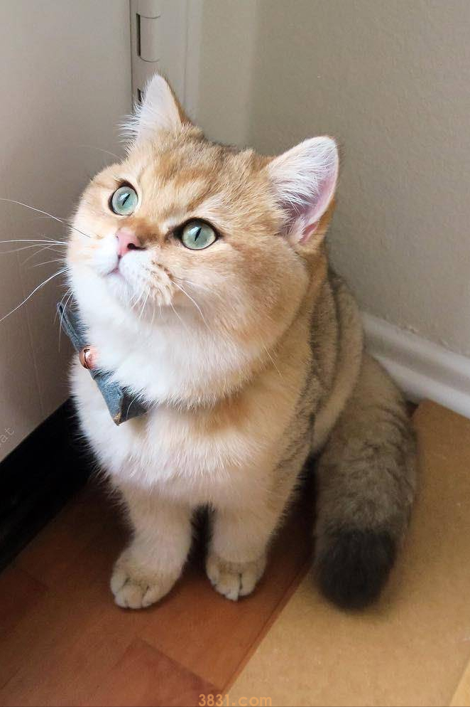 粗略介绍一下常见的18种宠物猫(图1)