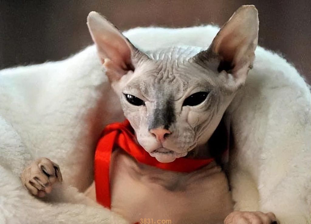 粗略介绍一下常见的18种宠物猫(图2)