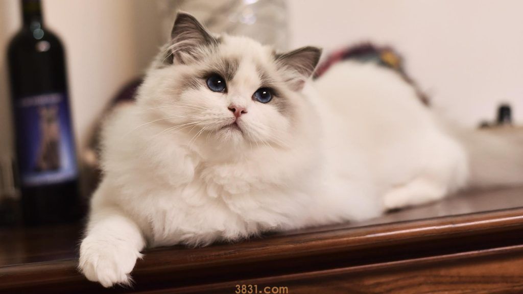 粗略介绍一下常见的18种宠物猫(图5)