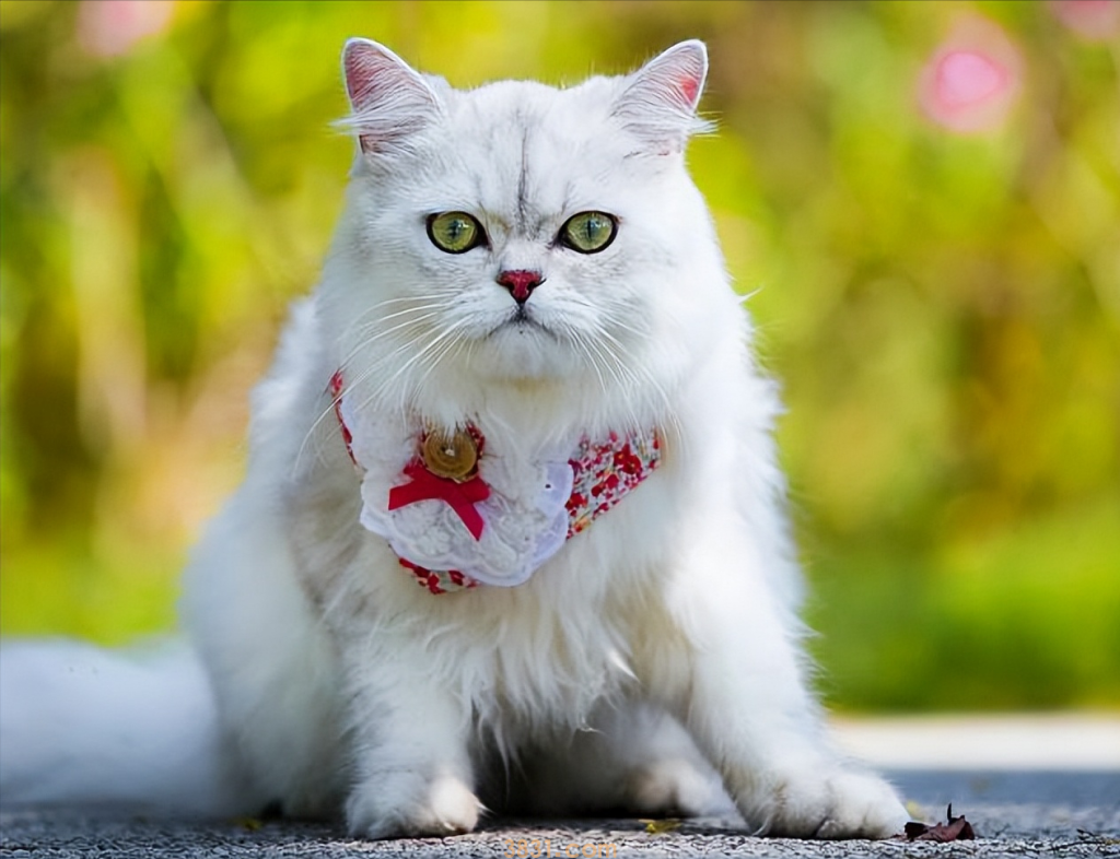 粗略介绍一下常见的18种宠物猫(图6)