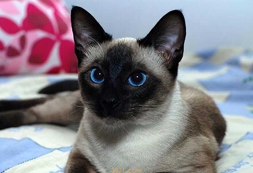 粗略介绍一下常见的18种宠物猫(图11)