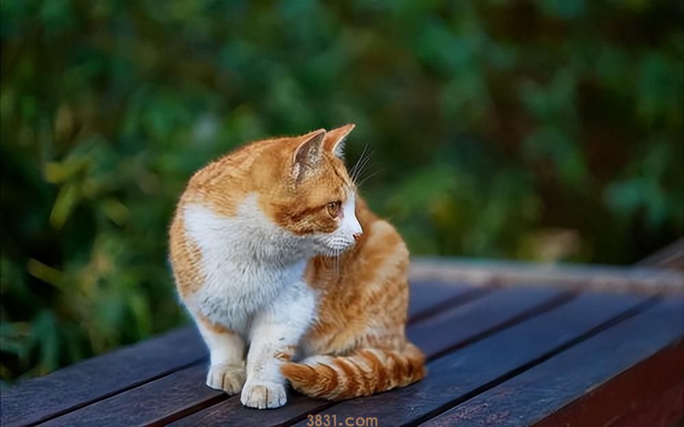 粗略介绍一下常见的18种宠物猫(图13)