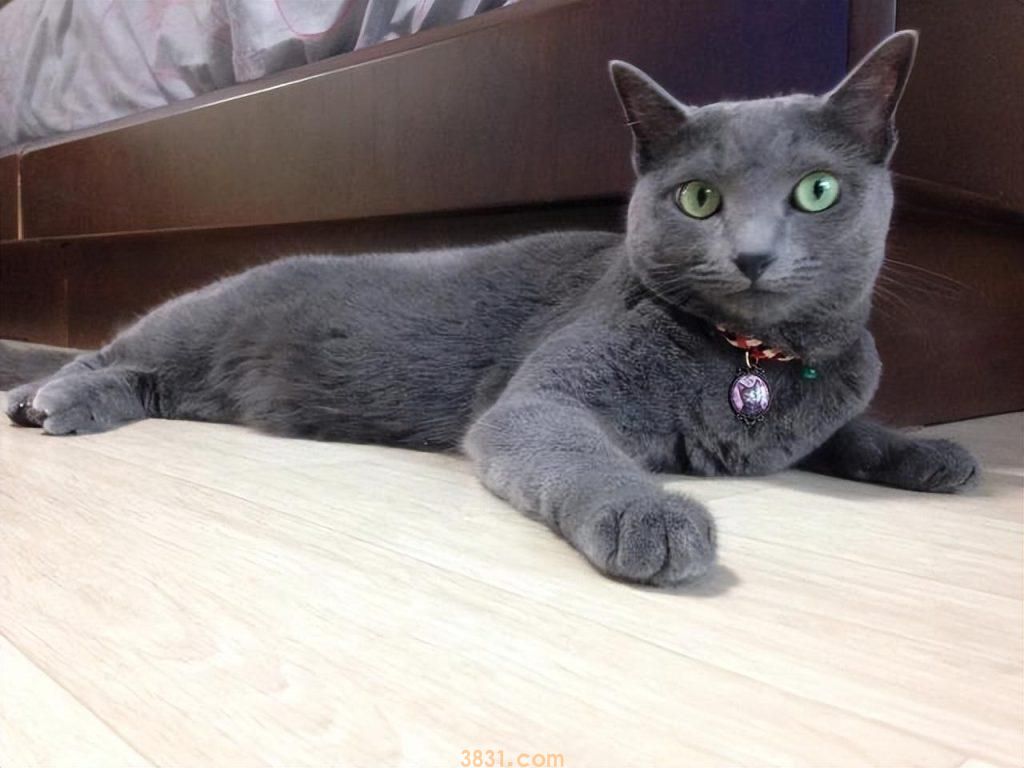 粗略介绍一下常见的18种宠物猫(图16)