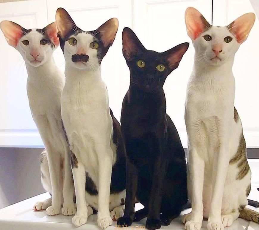 粗略介绍一下常见的18种宠物猫(图15)