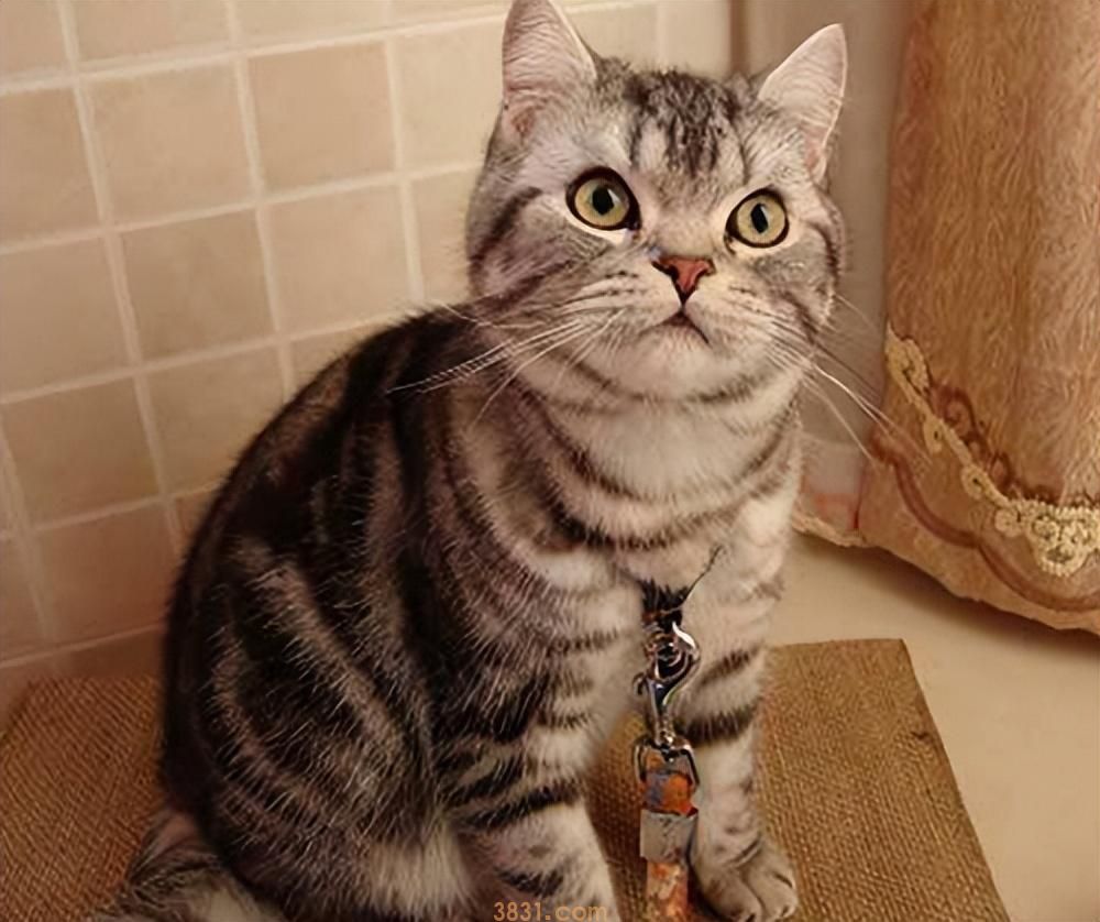 粗略介绍一下常见的18种宠物猫(图18)