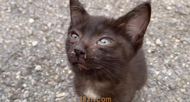 单独漂泊的小黑猫,因一顿饭赖上人类小哥,猫:摸了我就得担任! 单独漂泊的小黑猫,因一顿饭赖上人类小哥,猫:摸了我就得担任!