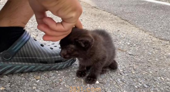 单独漂泊的小黑猫,因一顿饭赖上人类小哥,猫:摸了我就得担任! 单独漂泊的小黑猫,因一顿饭赖上人类小哥,猫:摸了我就得担任!