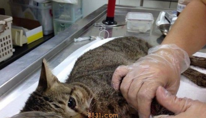 北市连见狗咬猫 惊爆大群猎犬 北市连见狗咬猫 惊爆大群猎犬