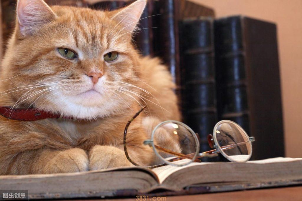 猫咪的毛发梳理很重要,遵循这三个梳毛原则,铲屎官很容易忽略(图2)