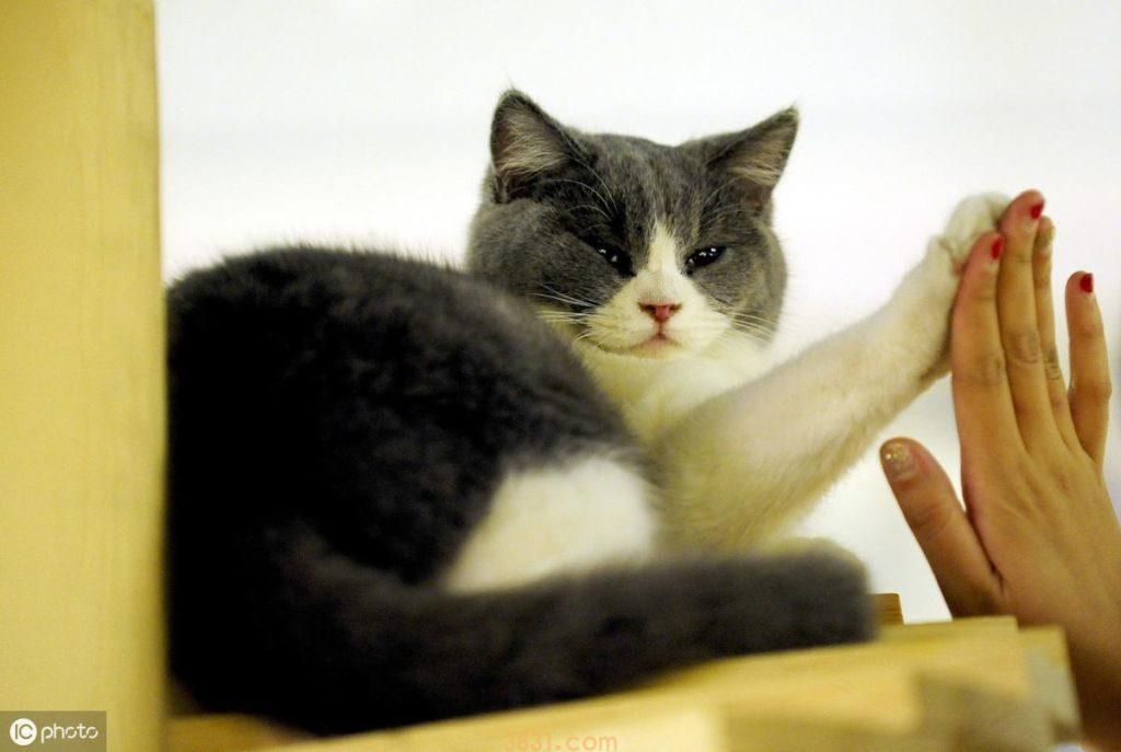 猫咪的毛发梳理很重要,遵循这三个梳毛原则,铲屎官很容易忽略(图3)