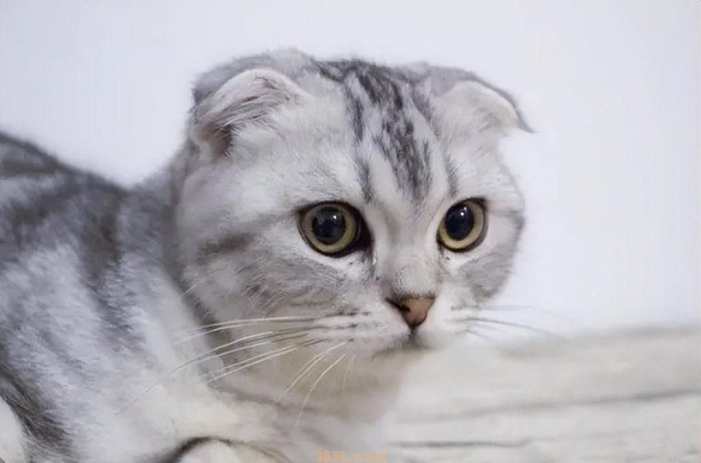 折耳猫应该吃什么猫粮?适合折耳猫吃的两款猫粮(图1)