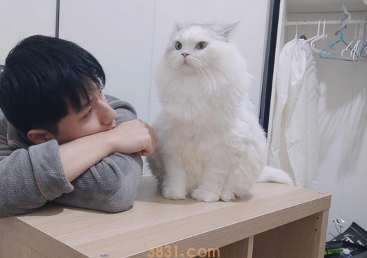 感染者说丨入院后七只猫成为了最大的挂念 感染者说丨入院后七只猫成为了最大的挂念