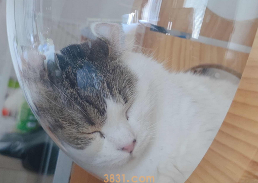 感染者说丨入院后七只猫成为了最大的挂念 感染者说丨入院后七只猫成为了最大的挂念