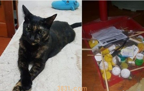 猫咪百香果爱保藏 一大堆瓶盖正在被集齐 猫咪百香果爱保藏 一大堆瓶盖正在被集齐