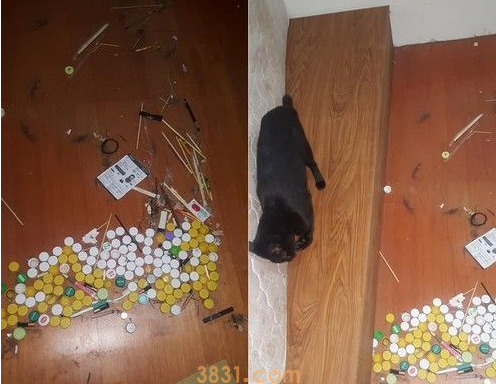 猫咪百香果爱保藏 一大堆瓶盖正在被集齐 猫咪百香果爱保藏 一大堆瓶盖正在被集齐