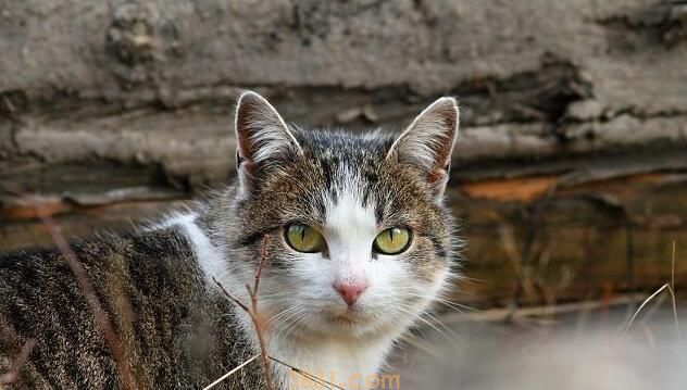 在猫咪眼中,你便是这4种“东西”,叫你铲屎官,算给你体面了! 在猫咪眼中,你便是这4种“东西”,叫你铲屎官,算给你体面了!