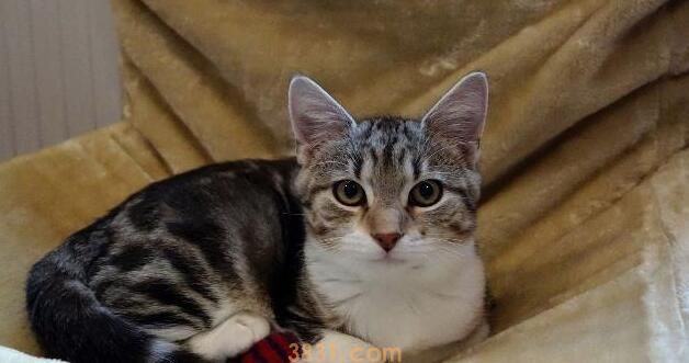 在猫咪眼中,你便是这4种“东西”,叫你铲屎官,算给你体面了! 在猫咪眼中,你便是这4种“东西”,叫你铲屎官,算给你体面了!