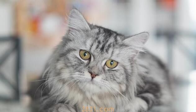 在猫咪眼中,你便是这4种“东西”,叫你铲屎官,算给你体面了! 在猫咪眼中,你便是这4种“东西”,叫你铲屎官,算给你体面了!