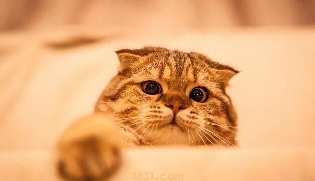 在猫咪眼中,你便是这4种“东西”,叫你铲屎官,算给你体面了! 在猫咪眼中,你便是这4种“东西”,叫你铲屎官,算给你体面了!