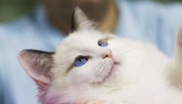 在猫咪眼中,你便是这4种“东西”,叫你铲屎官,算给你体面了! 在猫咪眼中,你便是这4种“东西”,叫你铲屎官,算给你体面了!