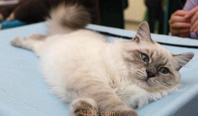 在猫咪眼中,你便是这4种“东西”,叫你铲屎官,算给你体面了! 在猫咪眼中,你便是这4种“东西”,叫你铲屎官,算给你体面了!