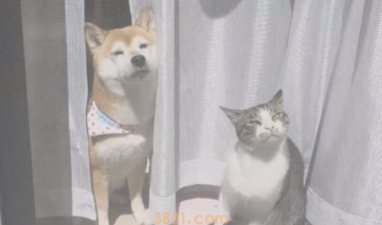 猫狗好朋友门边晒太阳 暖洋洋超舒畅的感觉 猫狗好朋友门边晒太阳 暖洋洋超舒畅的感觉