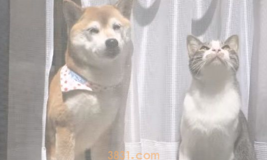 猫狗好朋友门边晒太阳 暖洋洋超舒畅的感觉 猫狗好朋友门边晒太阳 暖洋洋超舒畅的感觉