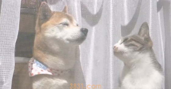 猫狗好朋友门边晒太阳 暖洋洋超舒畅的感觉 猫狗好朋友门边晒太阳 暖洋洋超舒畅的感觉