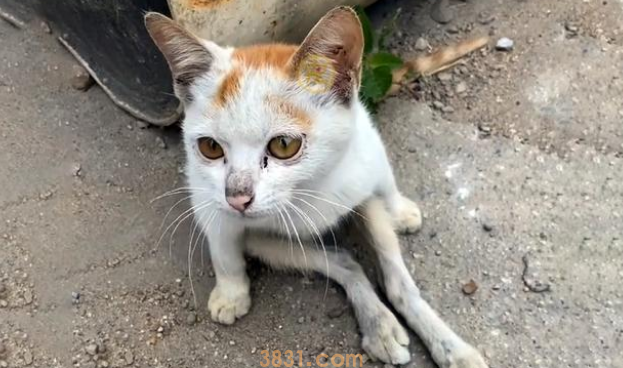 向人求助的瘫痪猫咪,被回绝后拼命款留人类,它只想有个家呀 向人求助的瘫痪猫咪,被回绝后拼命款留人类,它只想有个家呀