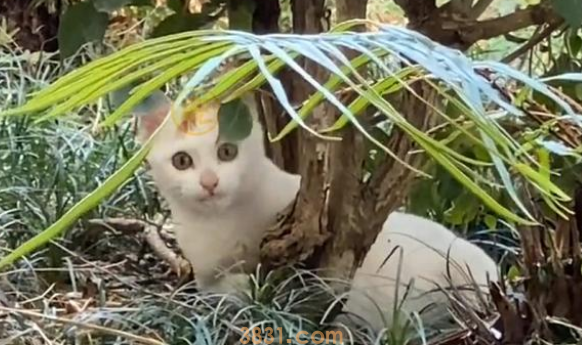 向人求助的瘫痪猫咪,被回绝后拼命款留人类,它只想有个家呀 向人求助的瘫痪猫咪,被回绝后拼命款留人类,它只想有个家呀