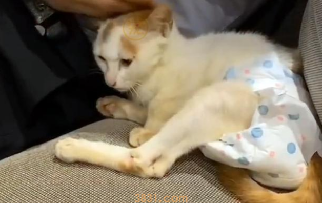 向人求助的瘫痪猫咪,被回绝后拼命款留人类,它只想有个家呀 向人求助的瘫痪猫咪,被回绝后拼命款留人类,它只想有个家呀