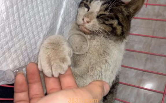 猫咪被车撞成重伤,医师主张安泰死,救助人一句话改动喵生 猫咪被车撞成重伤,医师主张安泰死,救助人一句话改动喵生