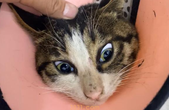 猫咪被车撞成重伤,医师主张安泰死,救助人一句话改动喵生 猫咪被车撞成重伤,医师主张安泰死,救助人一句话改动喵生