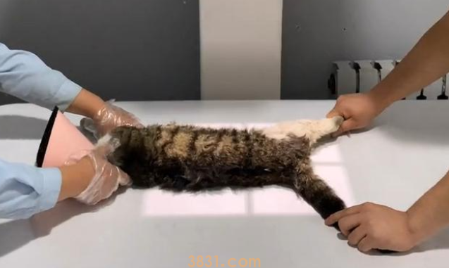 猫咪被车撞成重伤,医师主张安泰死,救助人一句话改动喵生 猫咪被车撞成重伤,医师主张安泰死,救助人一句话改动喵生