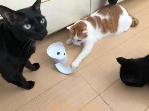 如何给猫补充维生素B-12?猫产生缺乏维生素B-12的原因猜想(图2)