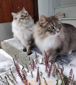 如何给猫补充维生素B-12?猫产生缺乏维生素B-12的原因猜想(图4)