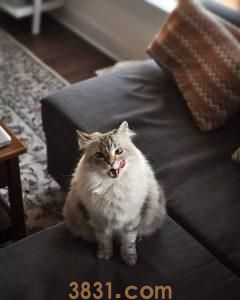 如何给猫补充维生素B-12?猫产生缺乏维生素B-12的原因猜想(图5)