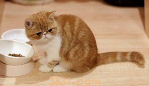 饲养加菲猫的注意事项(加菲猫的饲养方法)(图7)